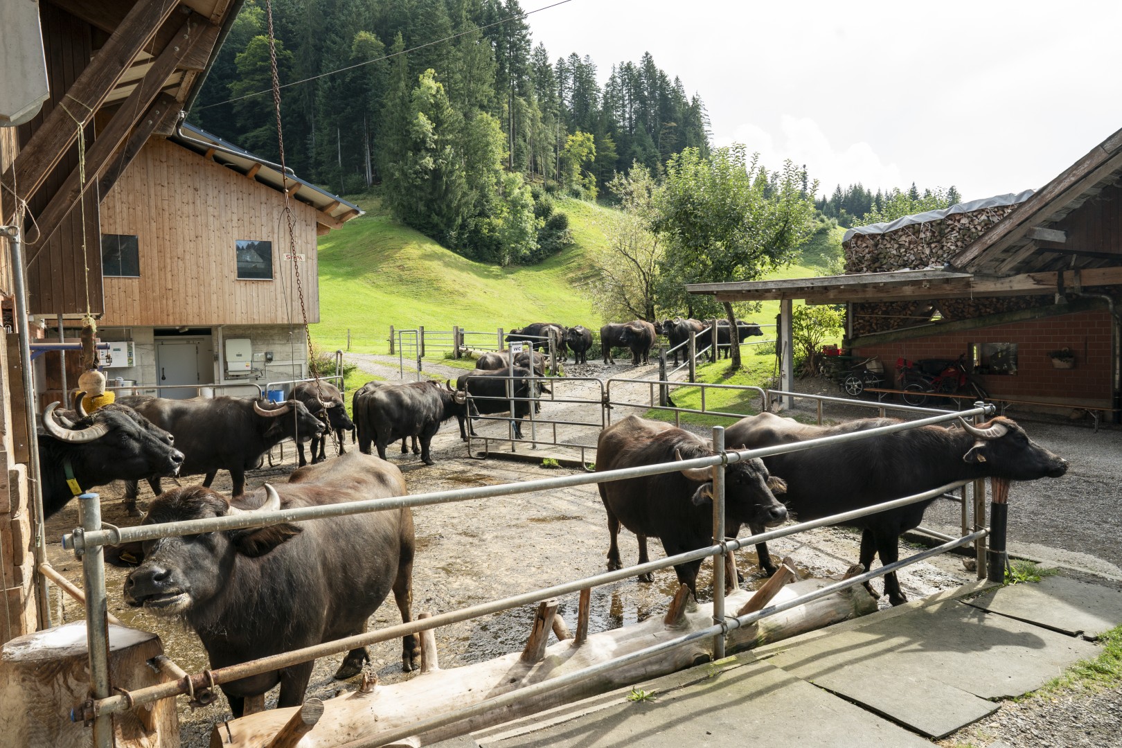 Drei Koenige Entlebuch 0149